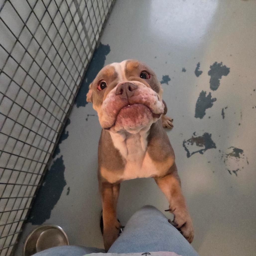Minerva, Adoptable, Adult Female English Bulldog.