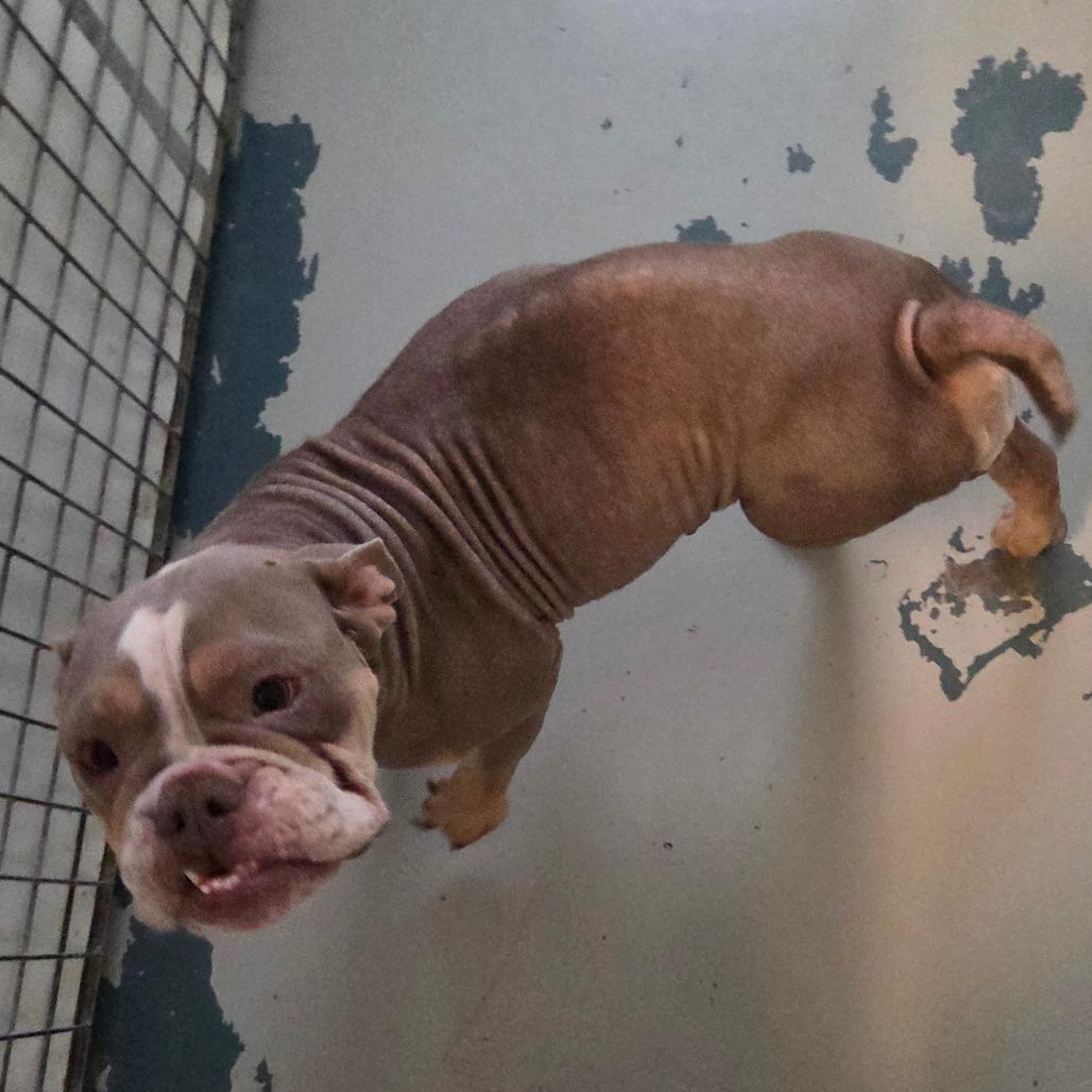 Enlarge Minerva, a Adoptable English Bulldog in Chico, CA image 2/4