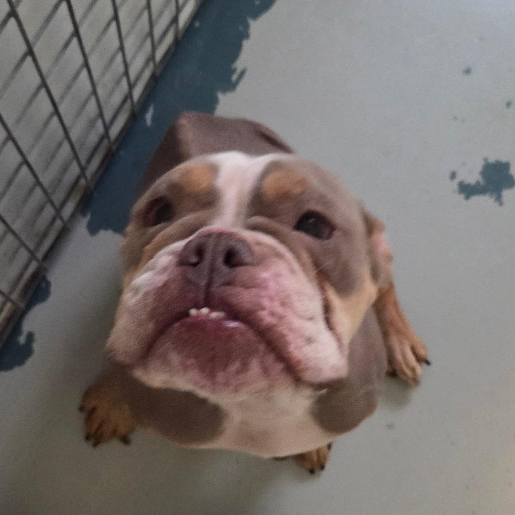 Enlarge Minerva, a Adoptable English Bulldog in Chico, CA image 3/4