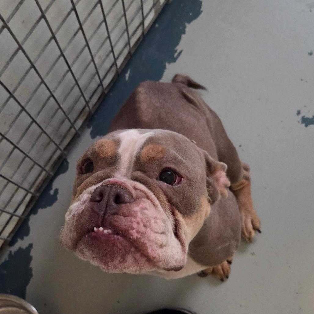 Enlarge Minerva, a Adoptable English Bulldog in Chico, CA image 4/4