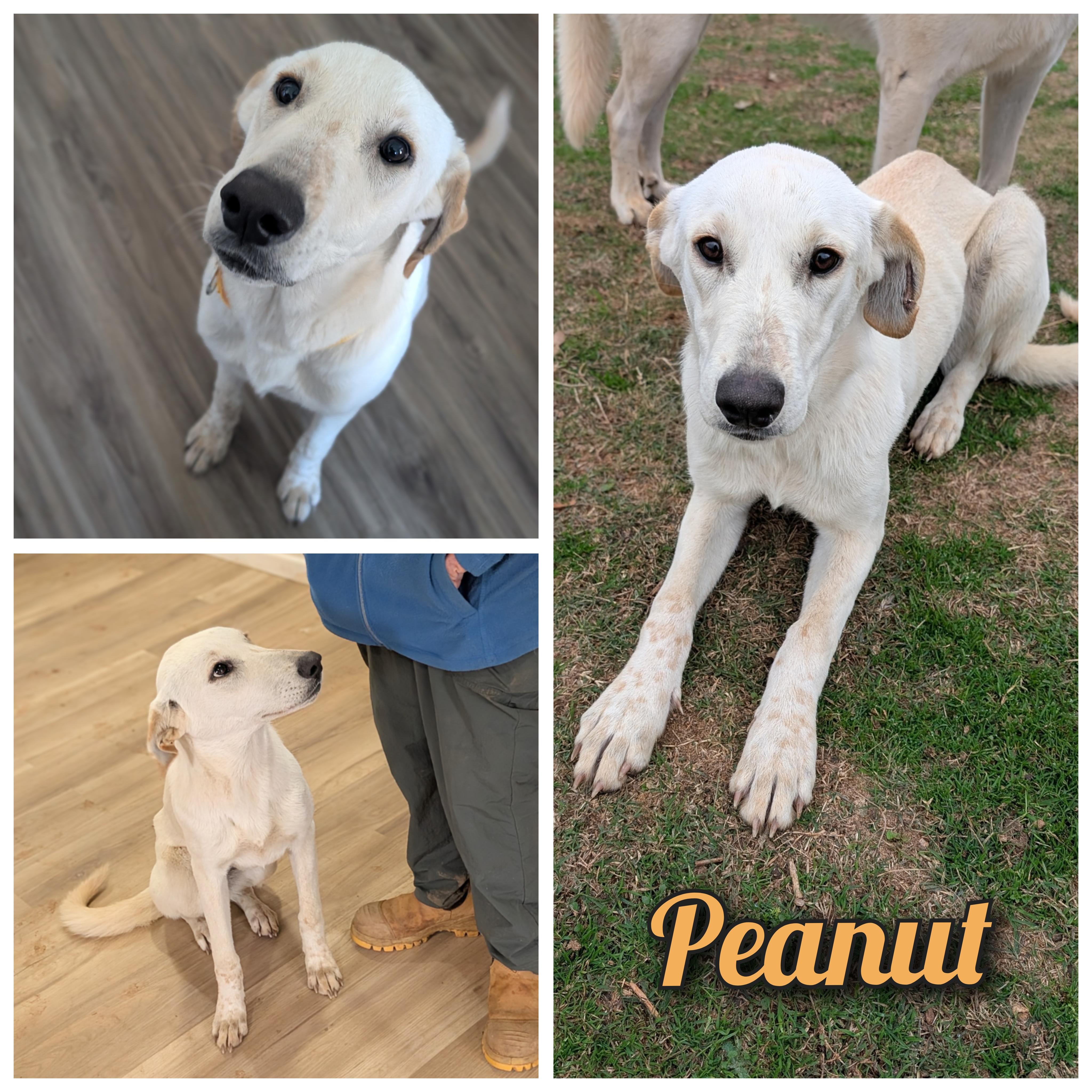 Enlarge Peanut , a ADOPTABLE mixed breed in Bastrop, TX image 1/6