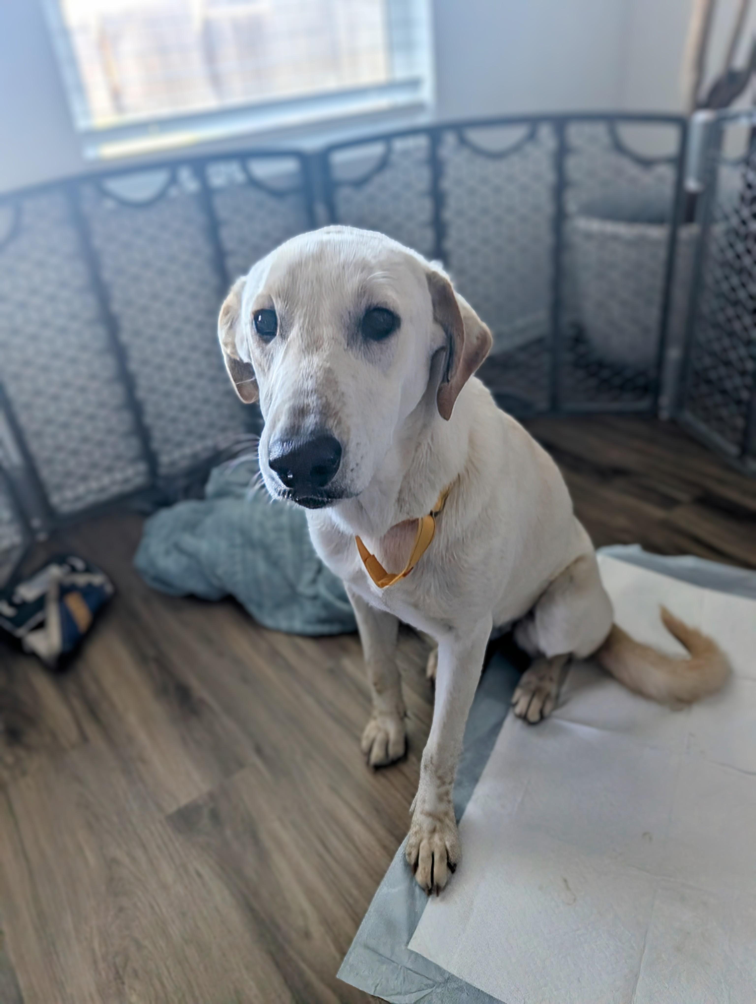 Enlarge Peanut , a ADOPTABLE mixed breed in Bastrop, TX image 6/6