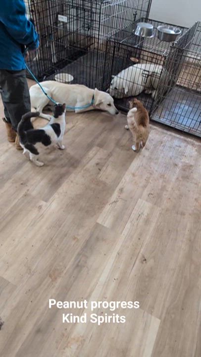 Enlarge Peanut , a ADOPTABLE mixed breed in Bastrop, TX video 4/6