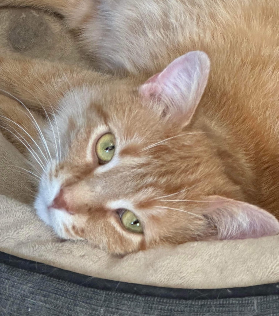 Sparky, Adopted, Adult Male Domestic Short Hair.