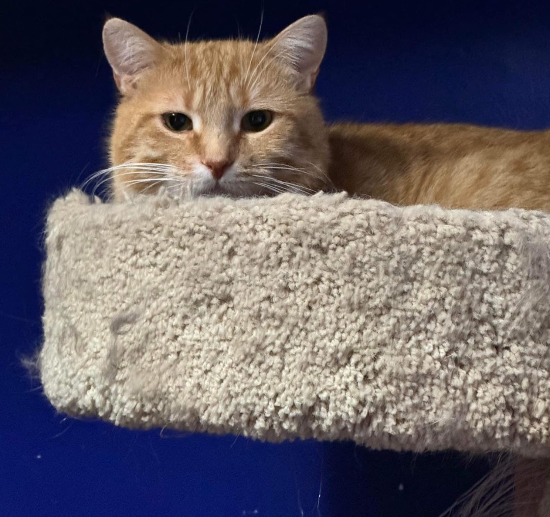 Enlarge Sparky, a Adopted Domestic Short Hair in Munster, ON image 2/4