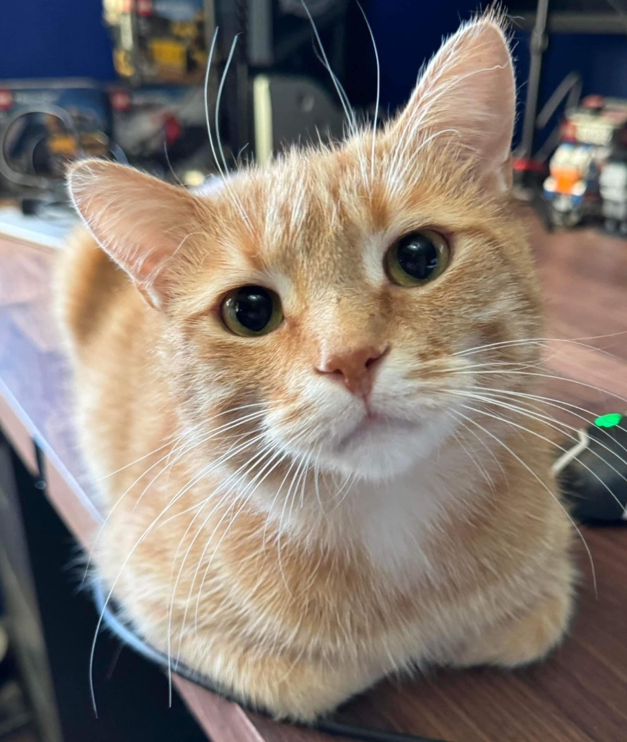 Enlarge Sparky, a Adopted Domestic Short Hair in Munster, ON image 3/4