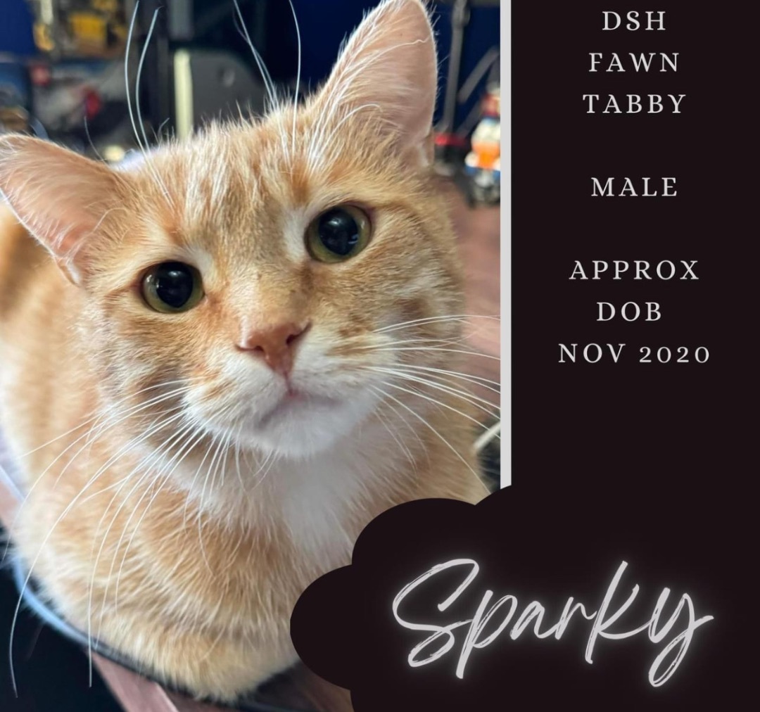 Enlarge Sparky, a Adopted Domestic Short Hair in Munster, ON image 4/4