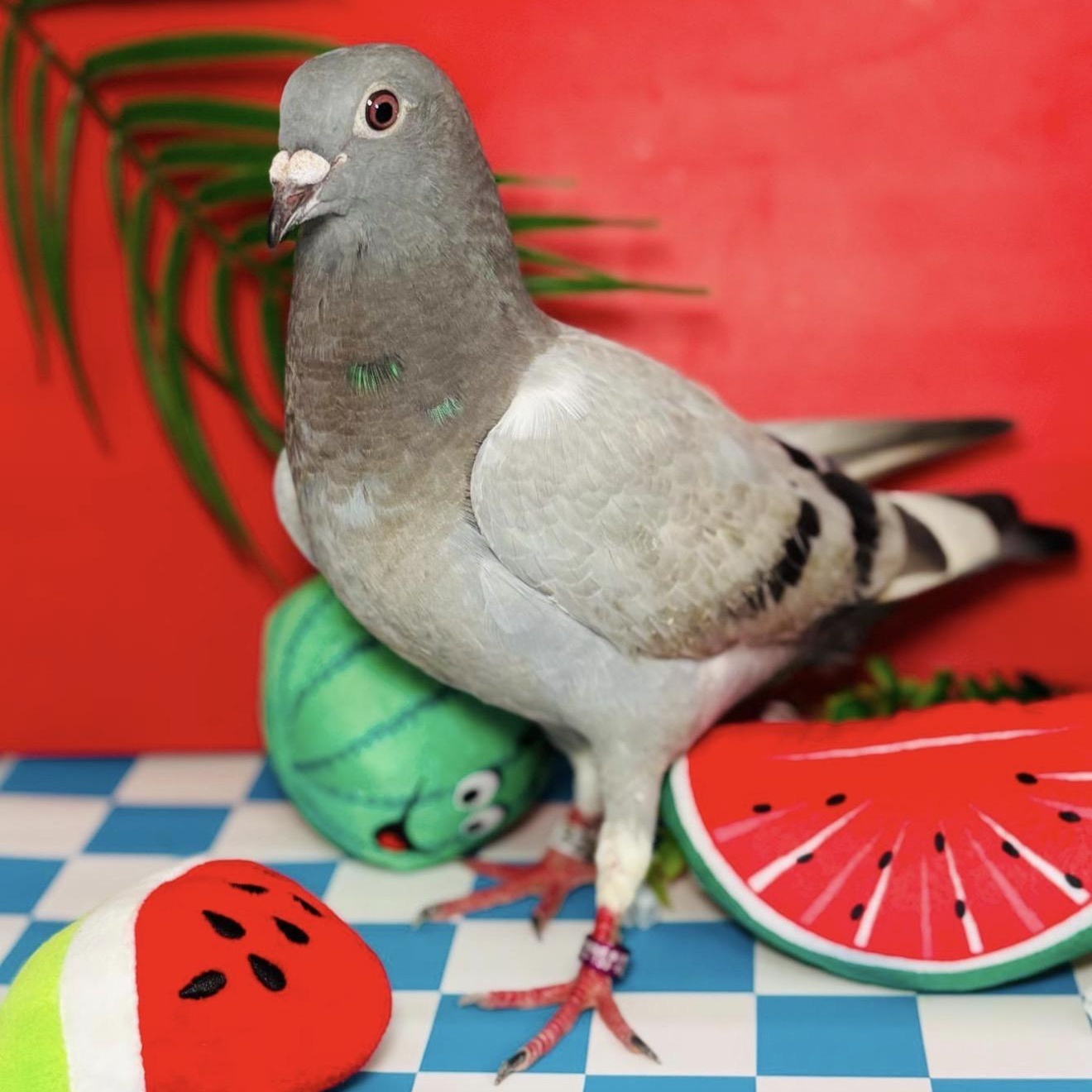 Earl Grey, ADOPTABLE, Adult Unknown Pigeon & Dove.