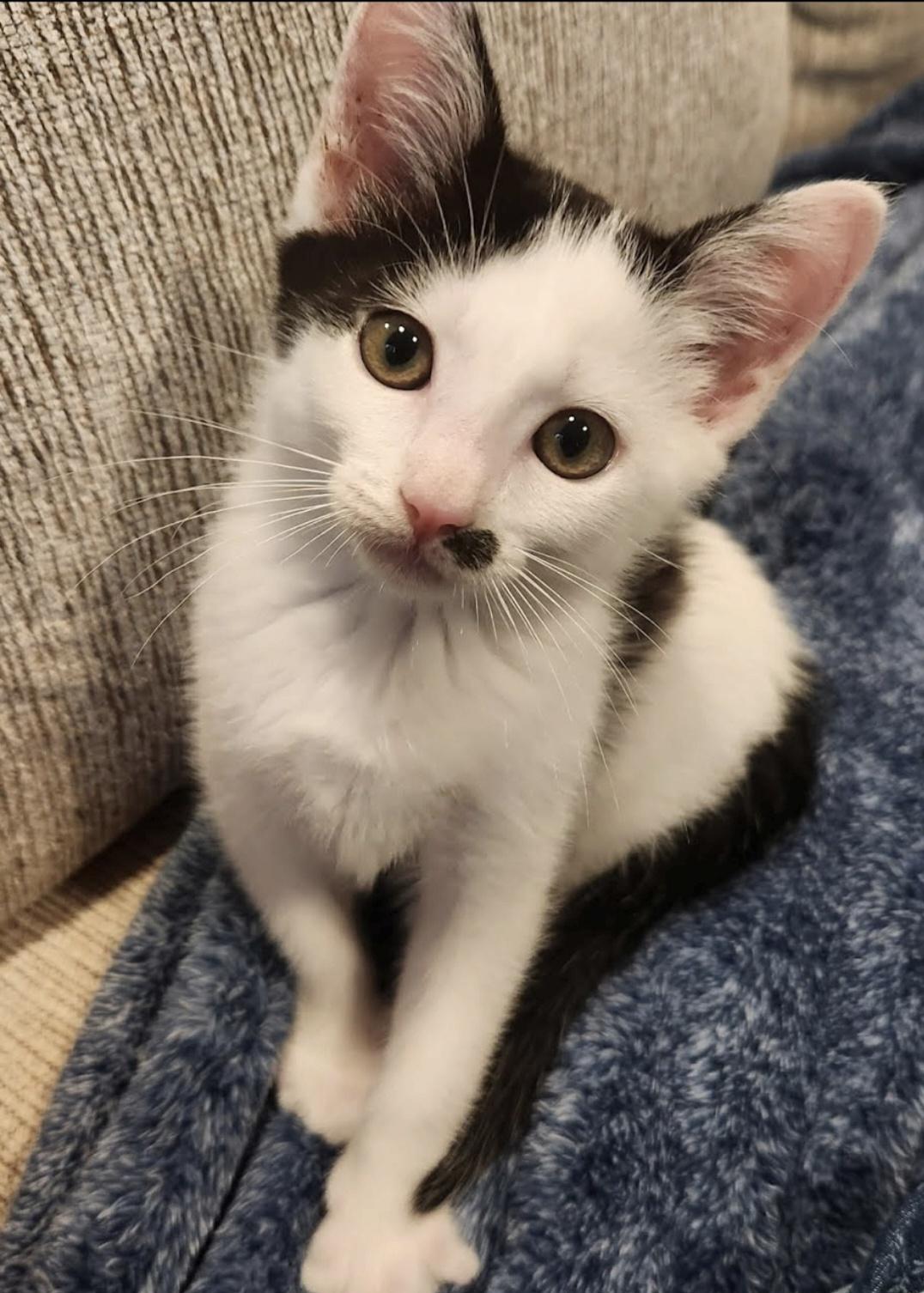 Cindy Lou, Adoptable, Kitten Female Domestic Short Hair.