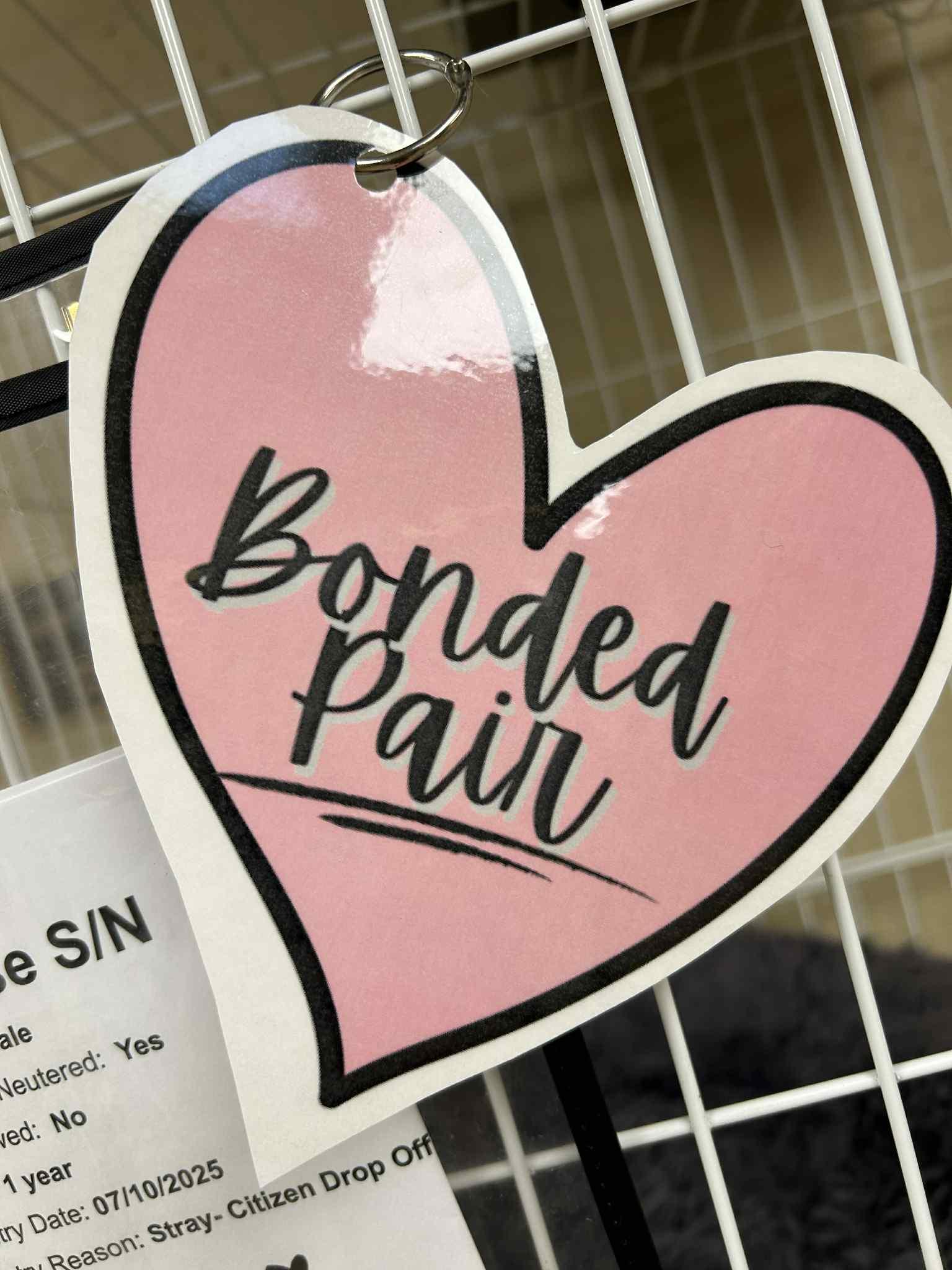 Thelma and Louise (Bonded Pair!)