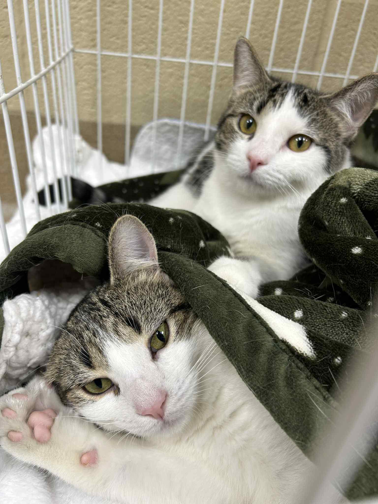 Thelma and Louise (Bonded Pair!)