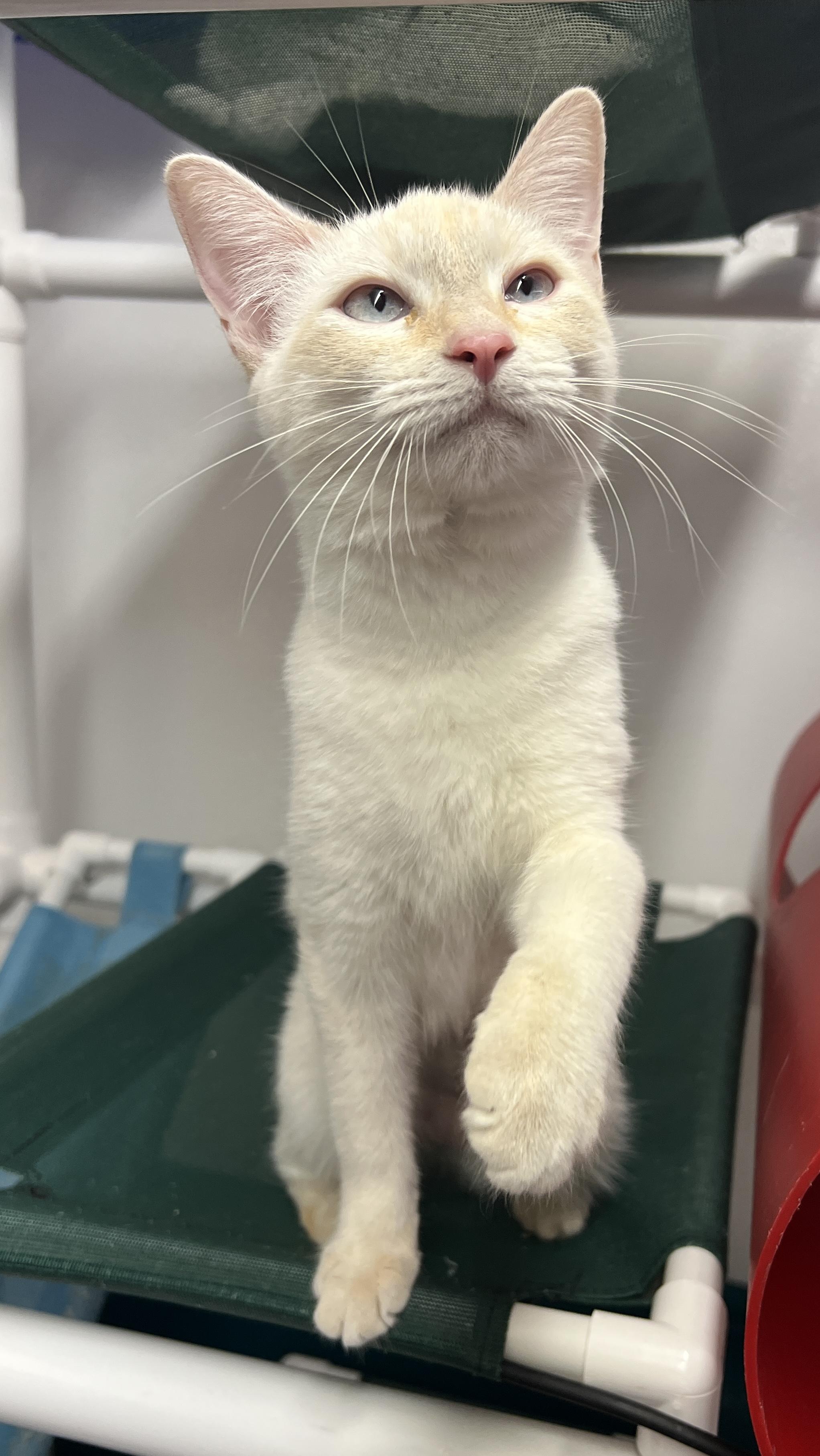 Enlarge Mitzey, an adopted mixed breed in Sautee Nacoochee, GA image 4/4