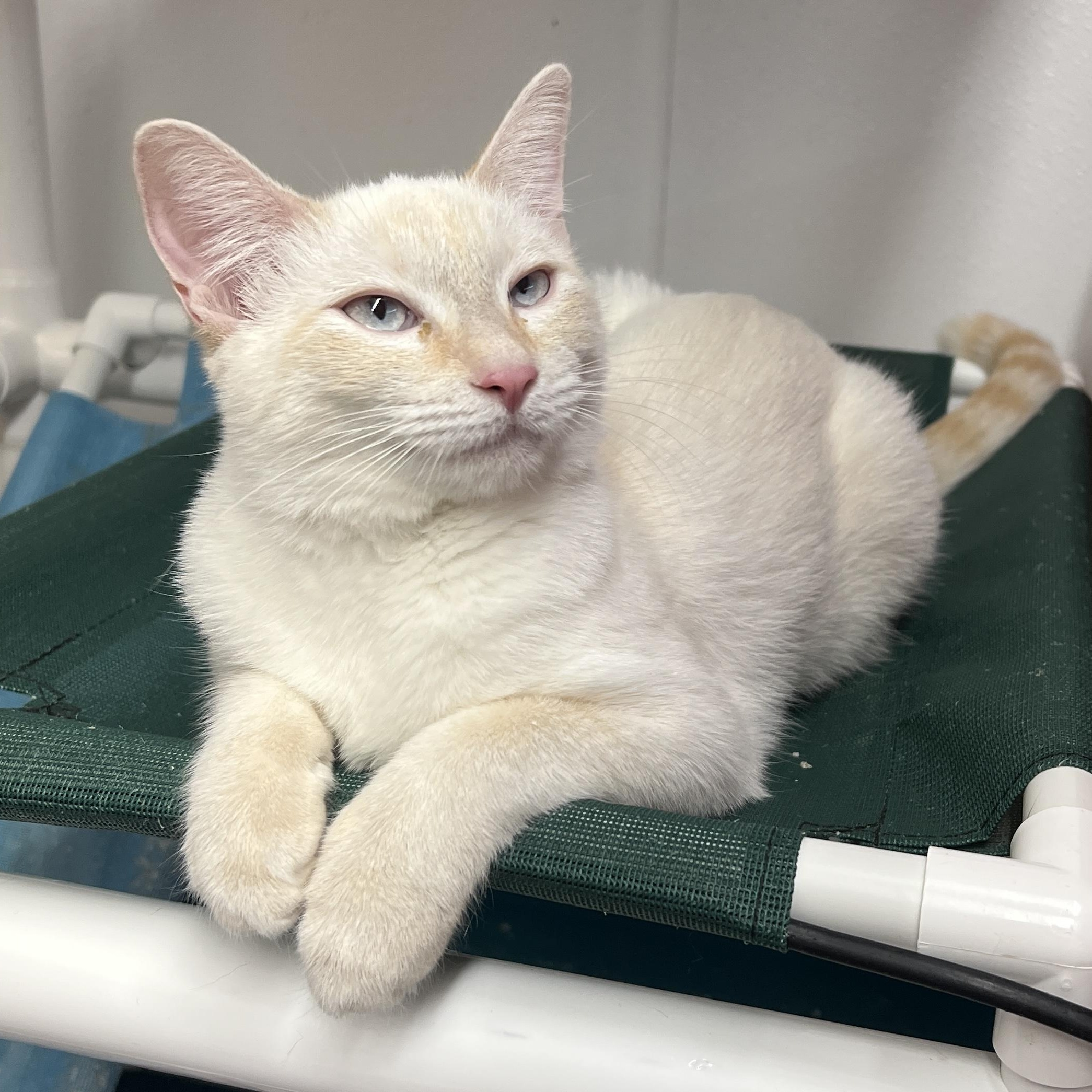 Mitzey, adopted, Young Female Siamese & Domestic Short Hair.