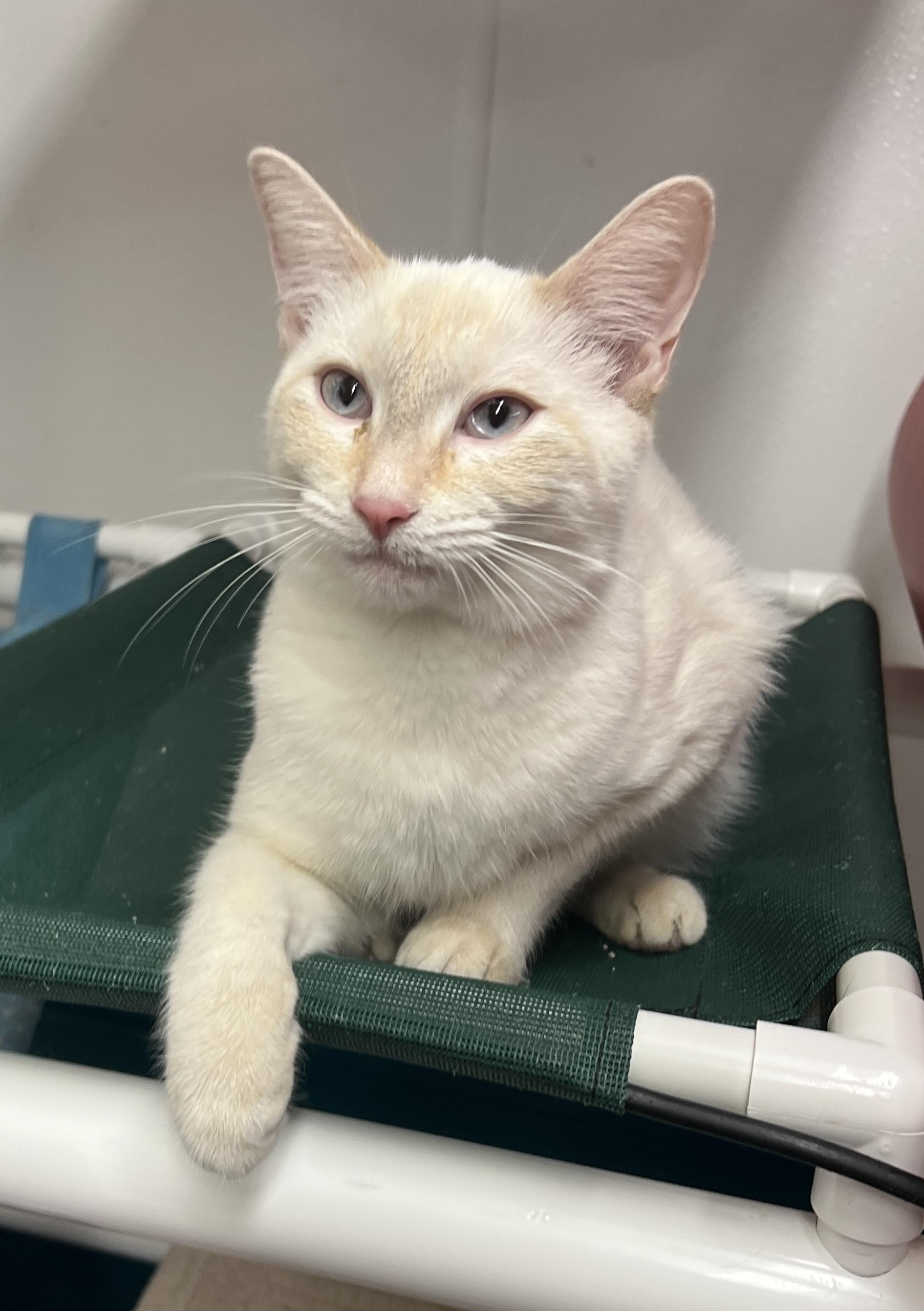 Enlarge Mitzey, an adopted mixed breed in Sautee Nacoochee, GA image 3/4