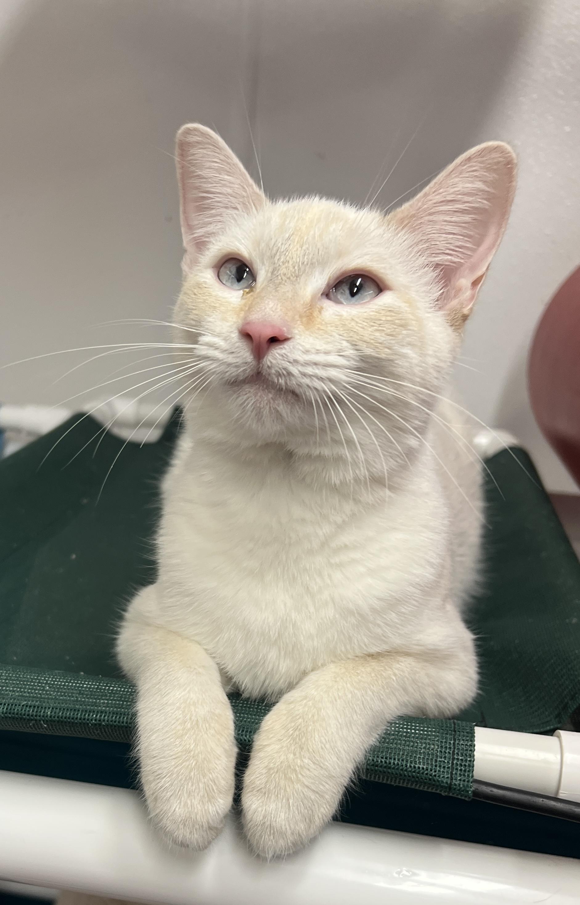 Enlarge Mitzey, an adopted mixed breed in Sautee Nacoochee, GA image 2/4