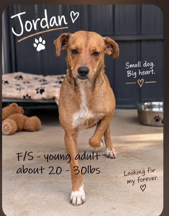 Enlarge Jordan, a Adopted mixed breed in Chardon, OH image 2/6
