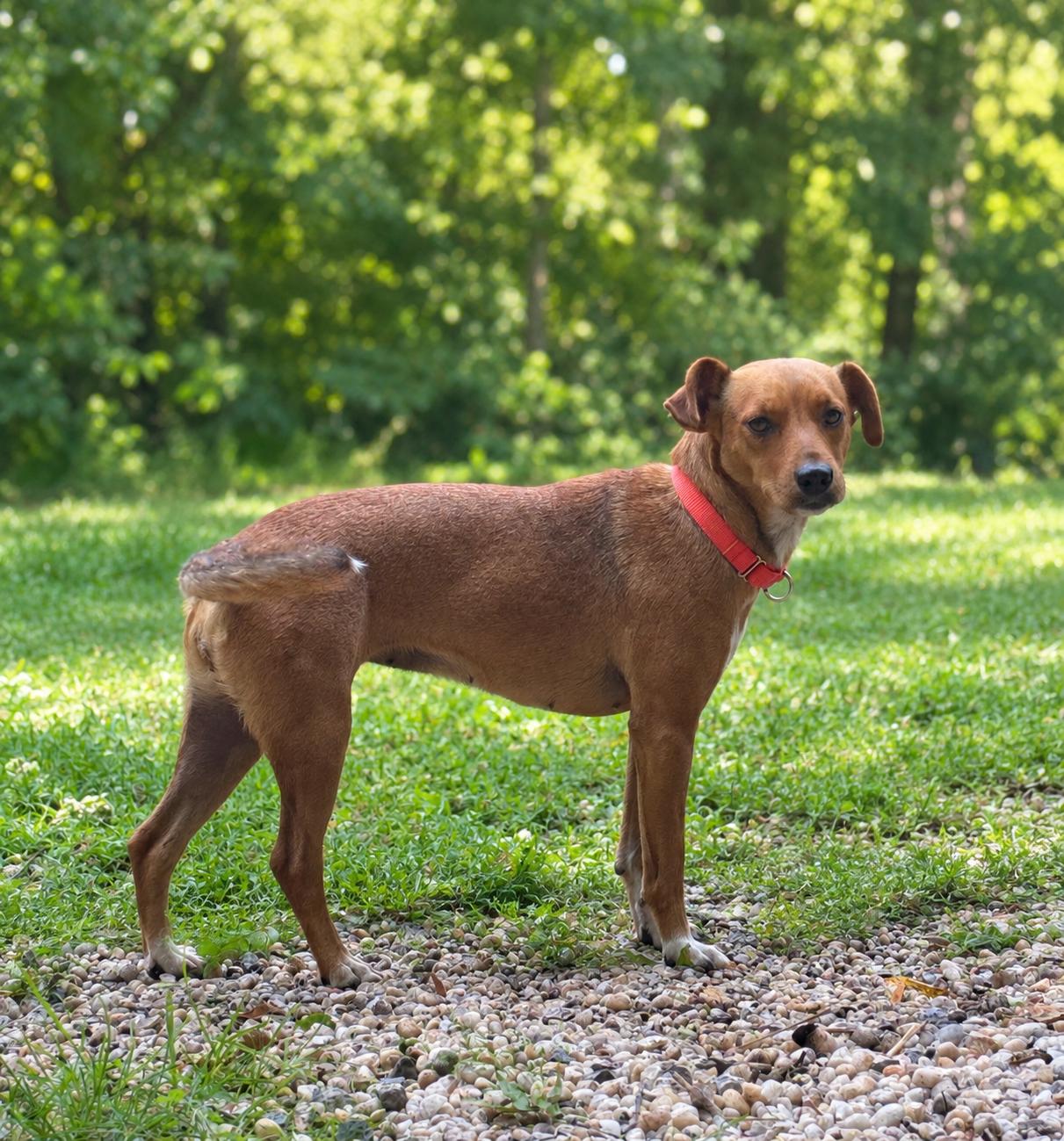 Enlarge Jordan, a Adopted mixed breed in Chardon, OH image 3/6