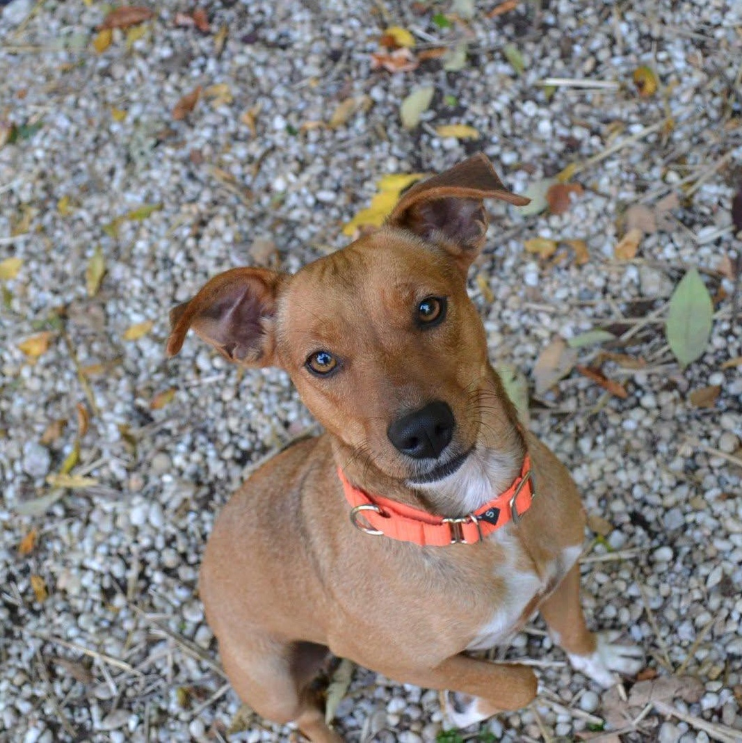 Jordan, Adopted, Adult Female Mixed Breed.