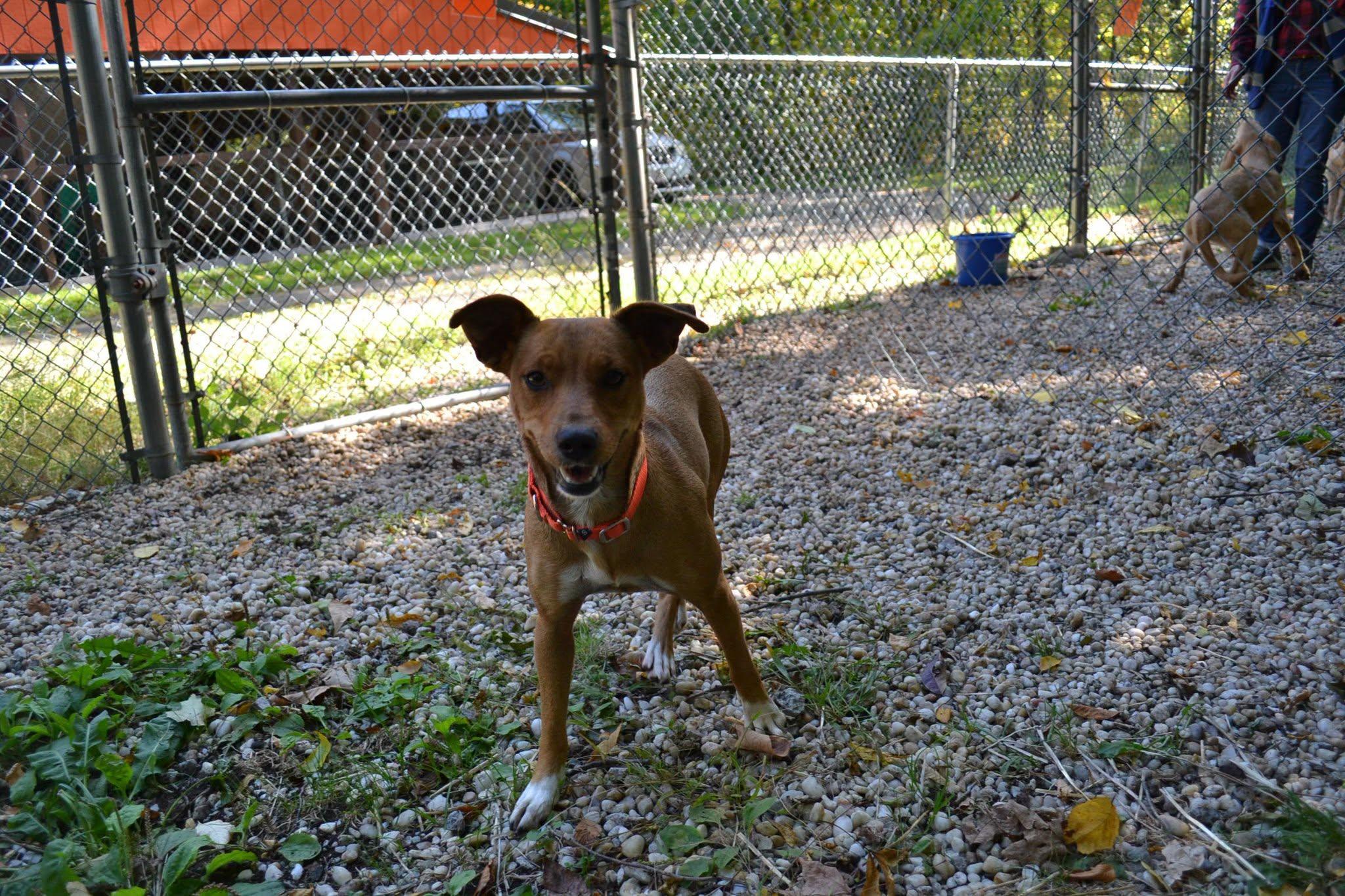 Enlarge Jordan, a Adopted mixed breed in Chardon, OH image 5/6