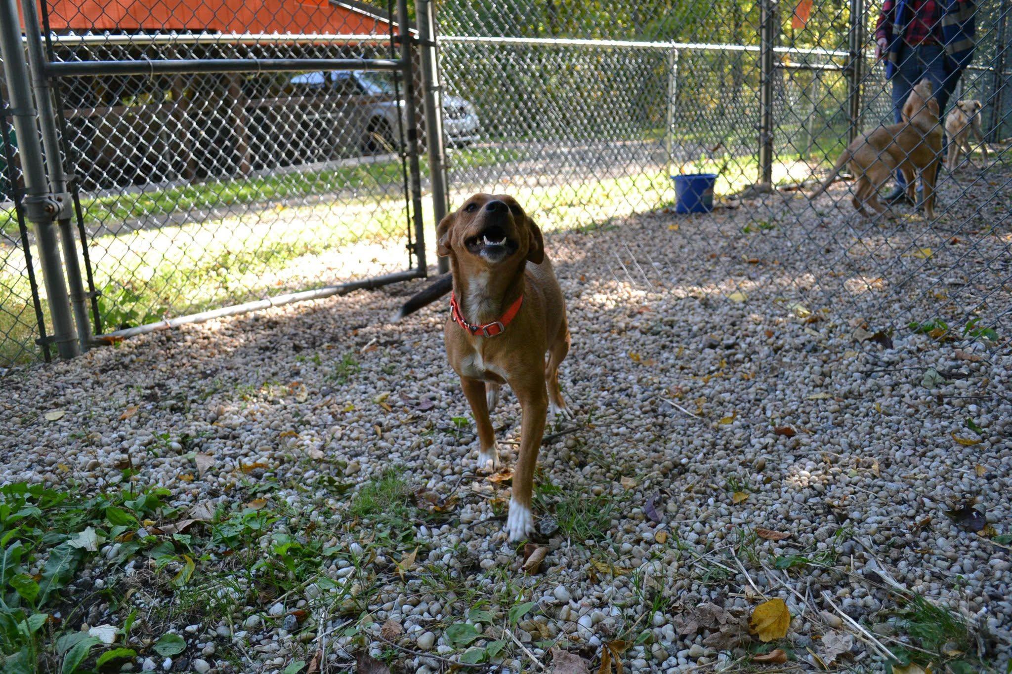 Enlarge Jordan, a Adopted mixed breed in Chardon, OH image 6/6