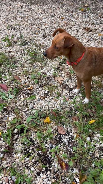 Enlarge Jordan, a Adopted mixed breed in Chardon, OH video 4/6