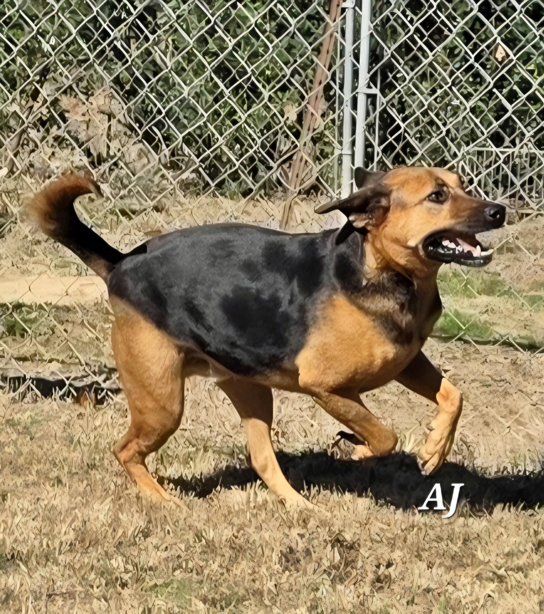 AJ, ADOPTABLE, Adult Male German Shepherd Dog.