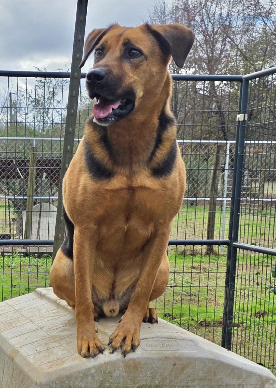 Enlarge AJ, a ADOPTABLE German Shepherd Dog in Manchester, CT image 2/2