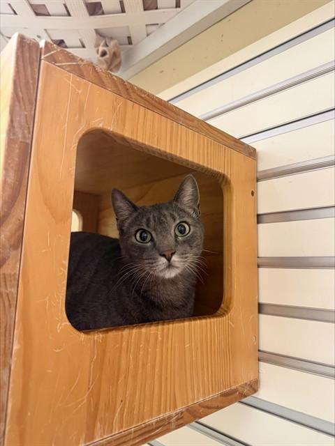 Enlarge SIMON, a Adoptable Domestic Short Hair in Fort Myers, FL image 1/1