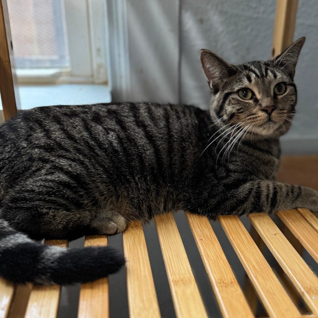 Enlarge Sheldon, a Adoptable Tabby in Richland, MI image 2/2