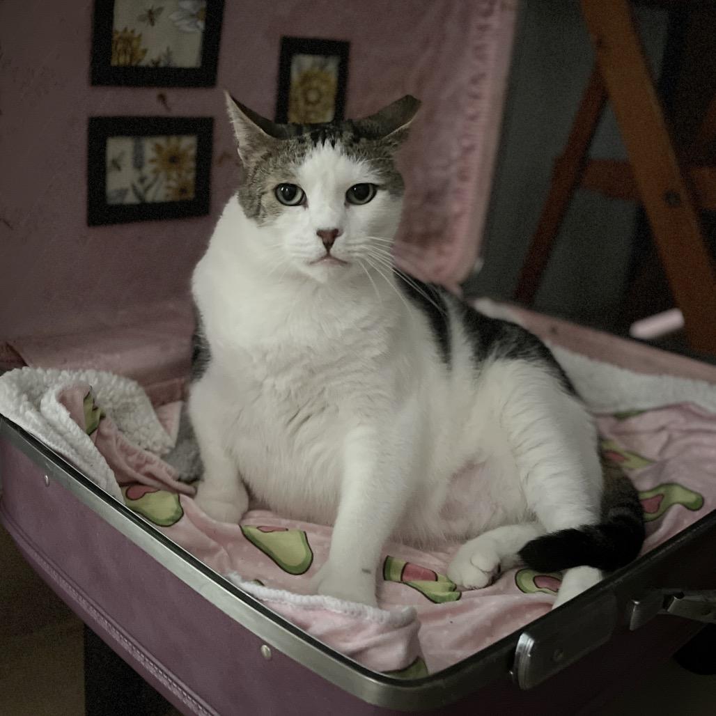 Marvin, Adoptable, Senior Male Domestic Short Hair.