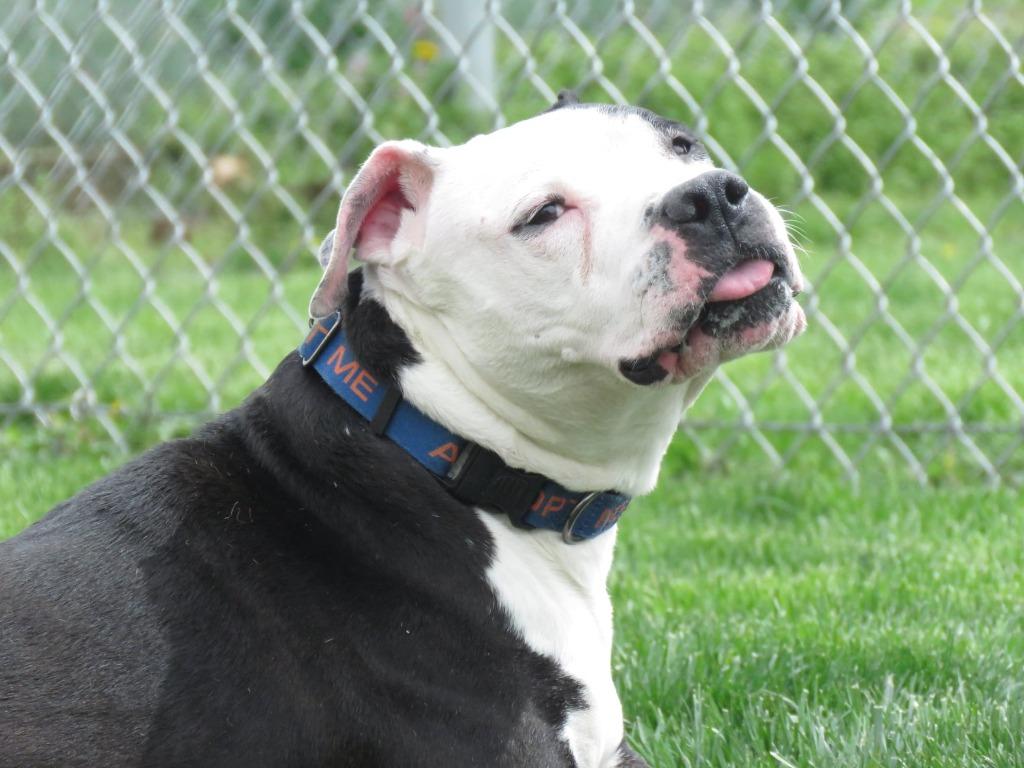 Enlarge Catch, a Adoptable Terrier in Van Wert, OH image 1/6