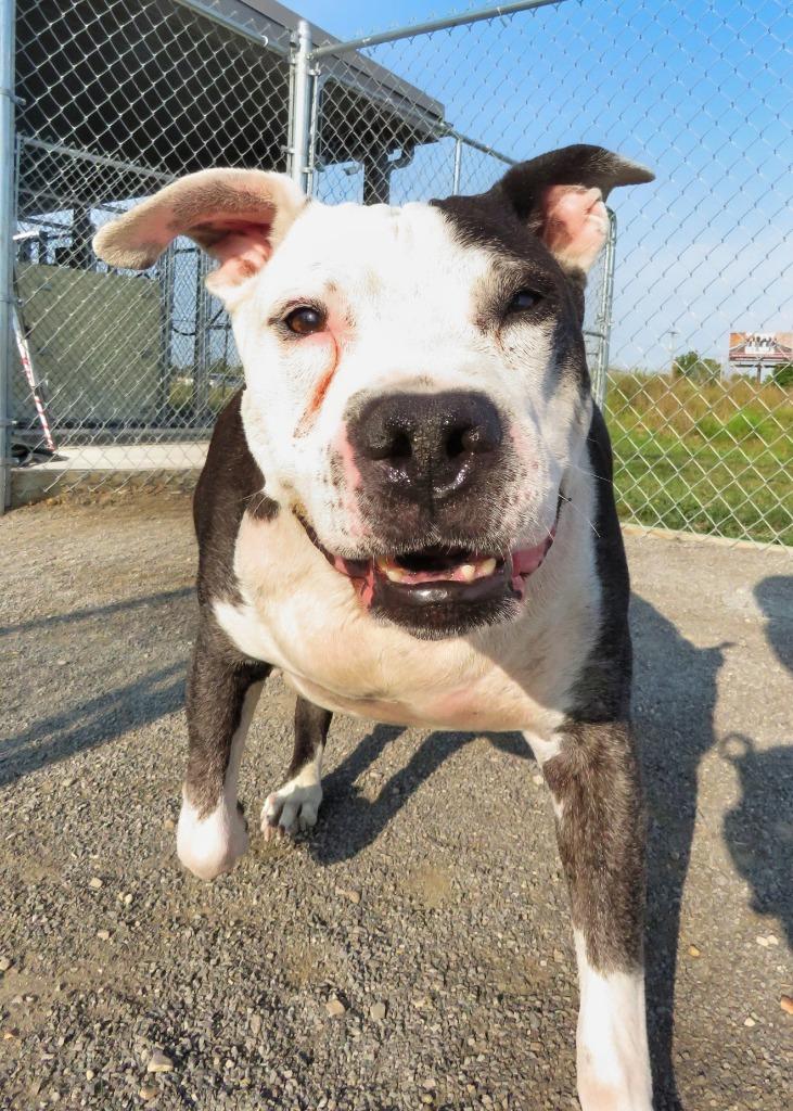 Enlarge Catch, a Adoptable Terrier in Van Wert, OH image 2/6