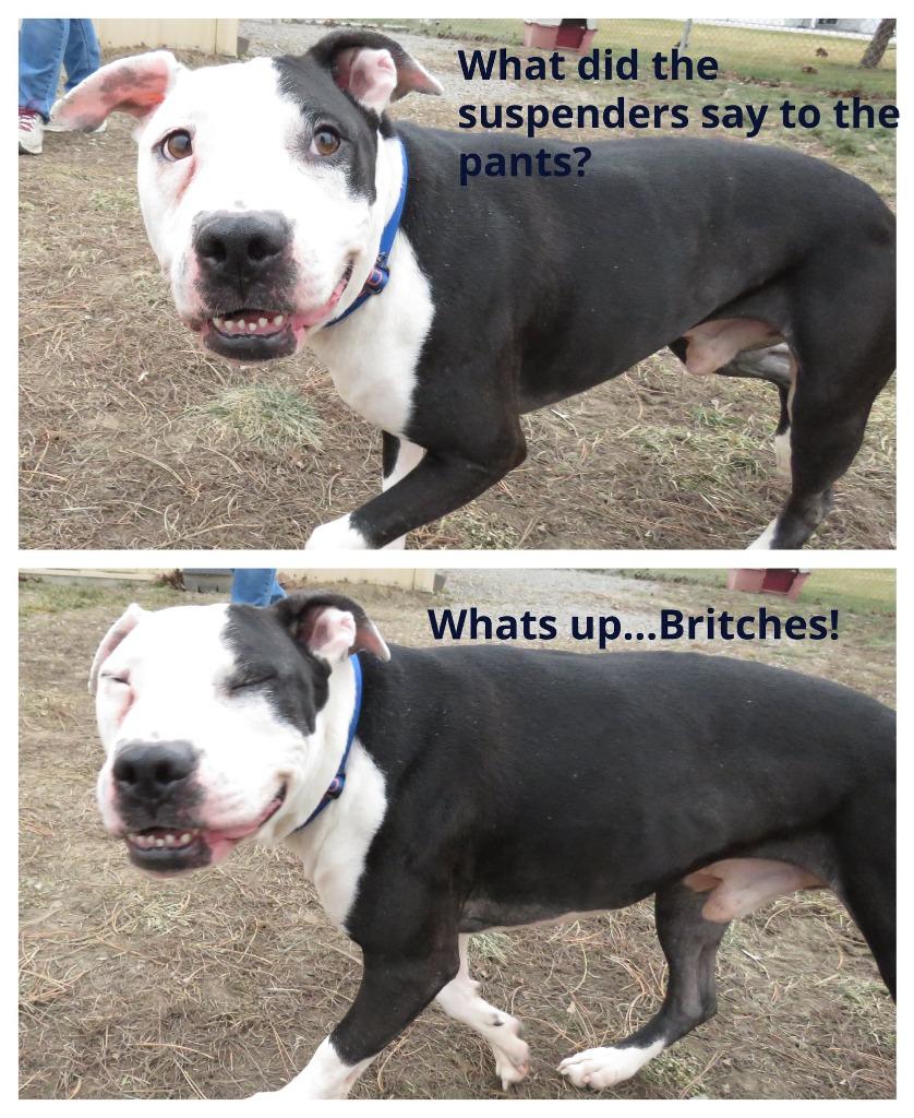 Enlarge Catch, a Adoptable Terrier in Van Wert, OH image 3/6