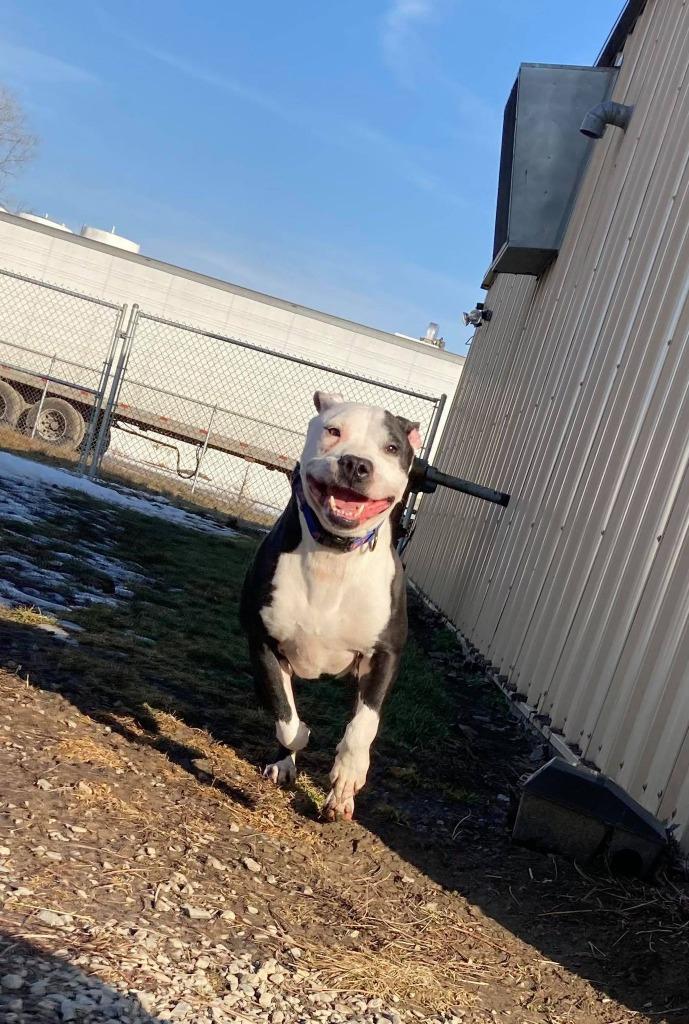 Enlarge Catch, a Adoptable Terrier in Van Wert, OH image 4/6