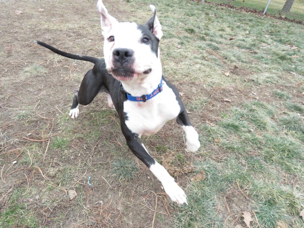 Enlarge Catch, a Adoptable Terrier in Van Wert, OH image 5/6