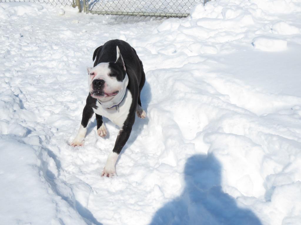 Enlarge Catch, a Adoptable Terrier in Van Wert, OH image 6/6