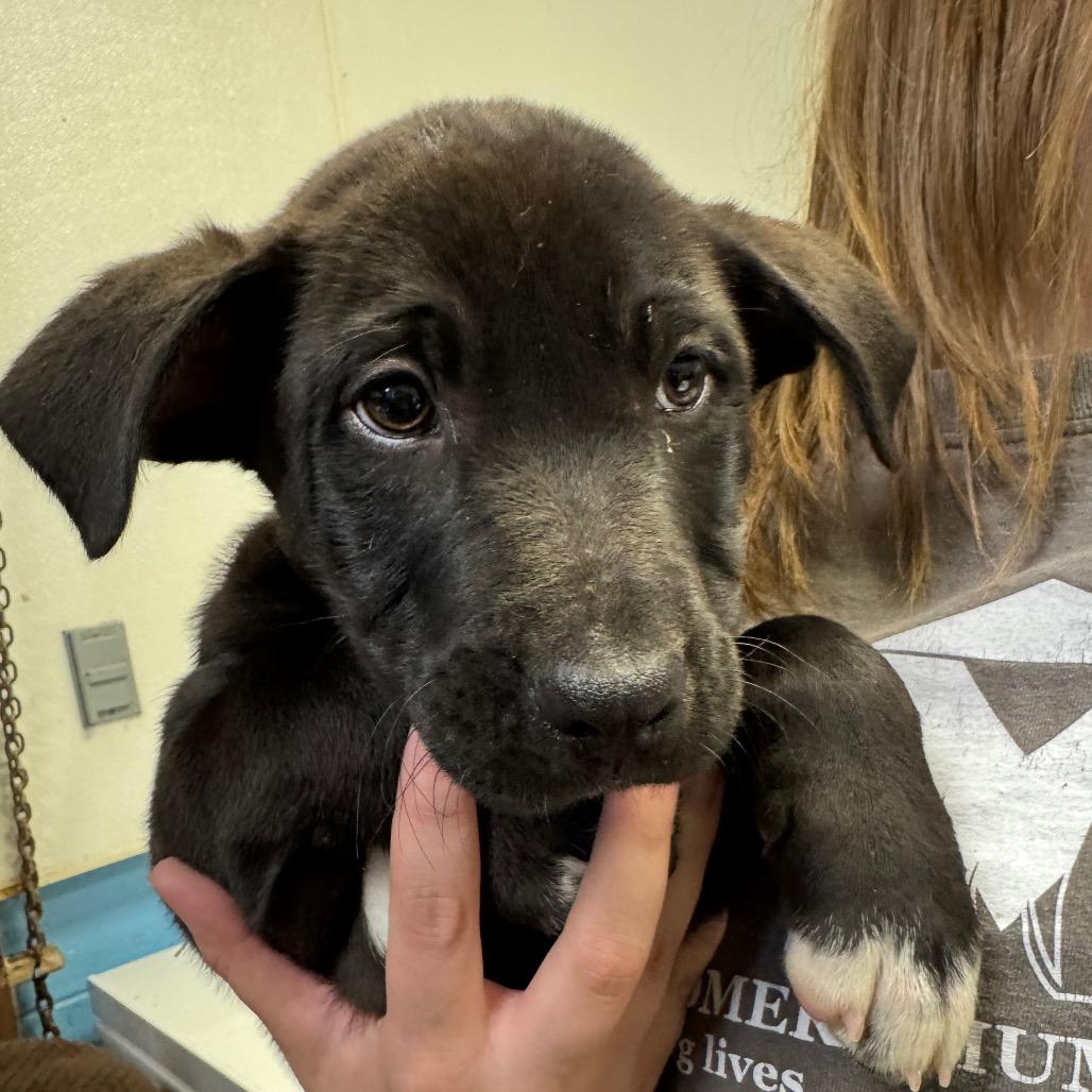 Ritch, Adoptable, Young Male Labrador Retriever.