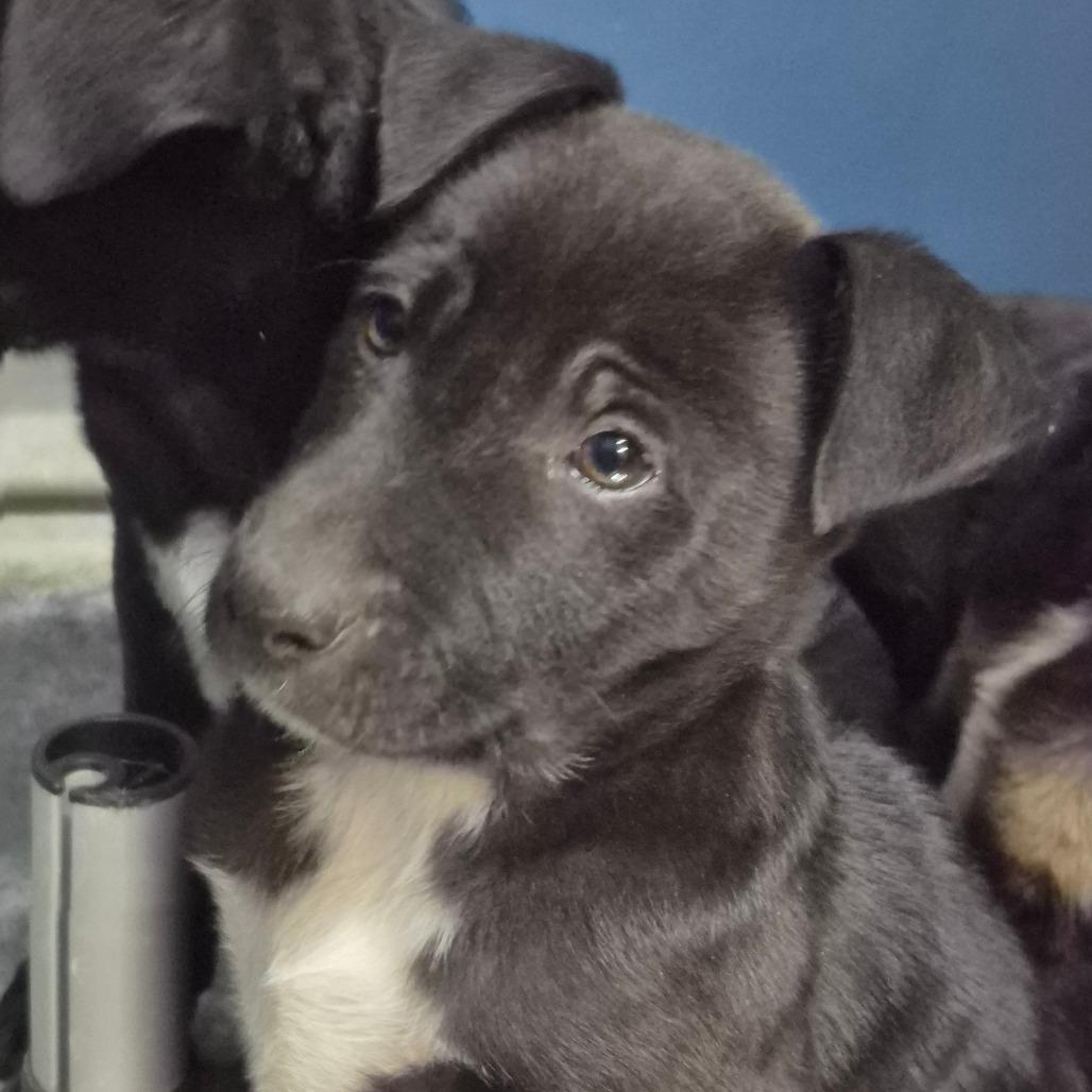 Ritch, a Adoptable mixed breed in Montgomery, AL image 2/3