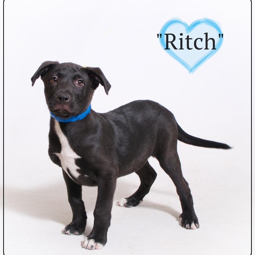 Ritch, a Adoptable mixed breed in Montgomery, AL image 3/3
