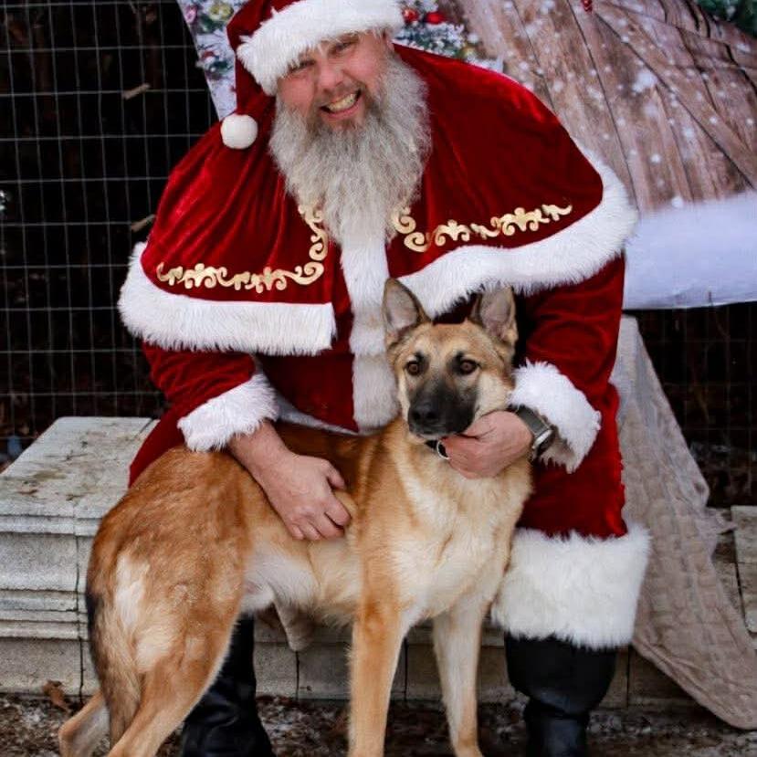 Tito (26-138), Adoptable, Adult Male German Shepherd Dog.