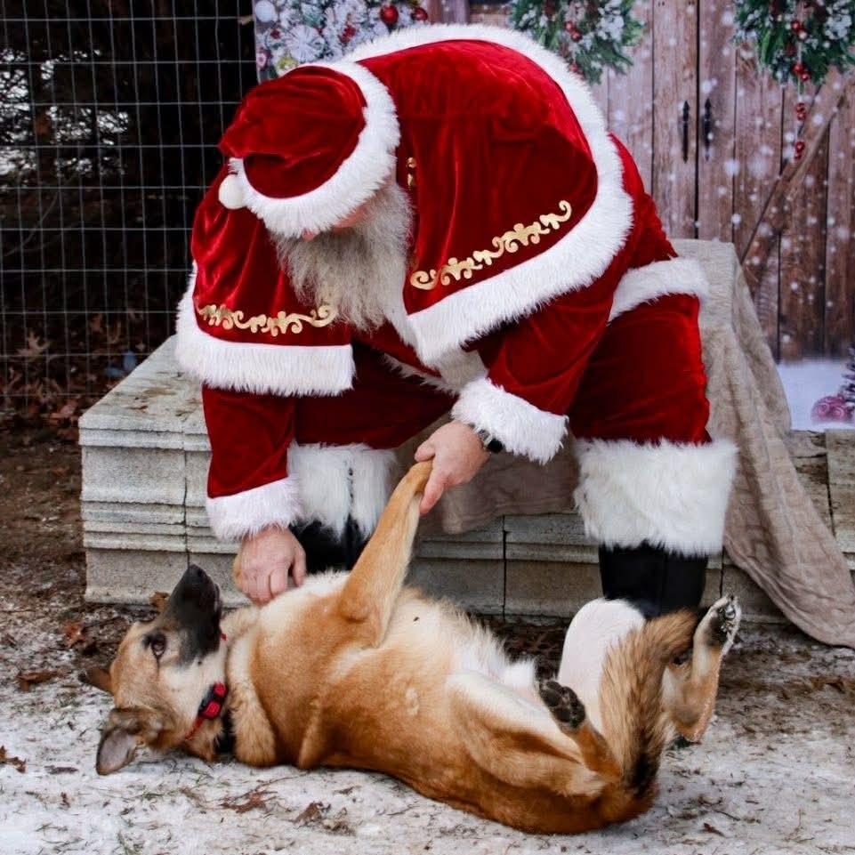 Enlarge Tito (26-138), a Adoptable German Shepherd Dog in New Ringgold, PA image 2/3