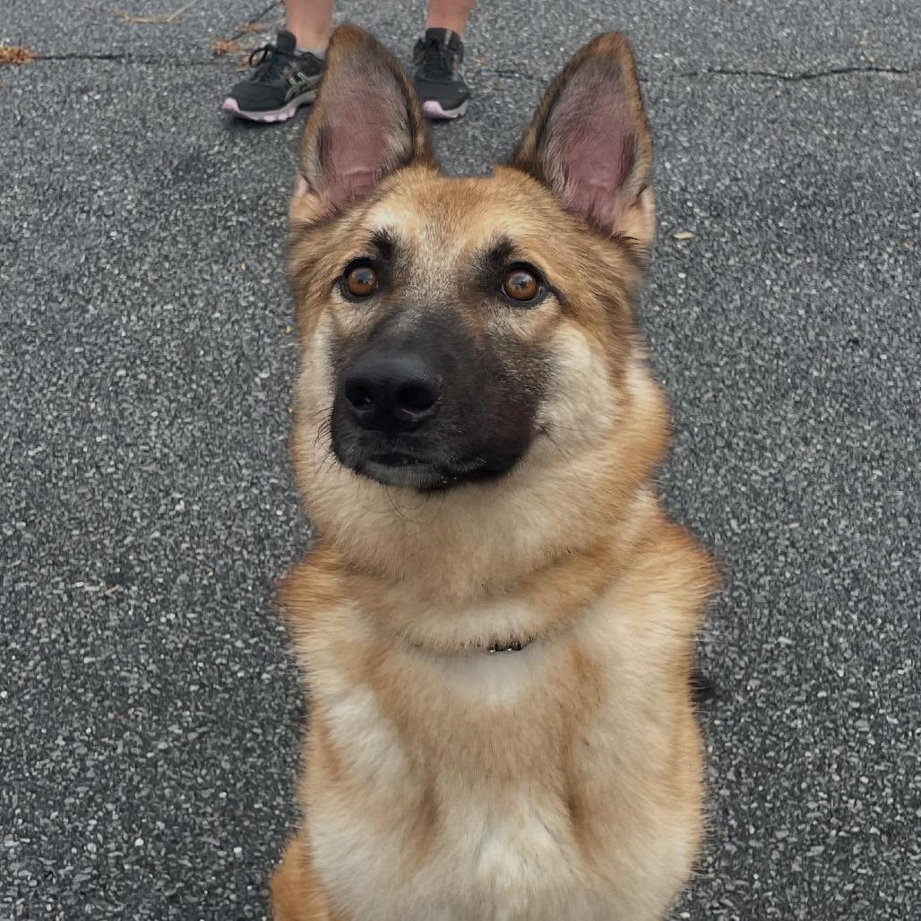 Enlarge Tito (26-138), a Adoptable German Shepherd Dog in New Ringgold, PA image 3/3