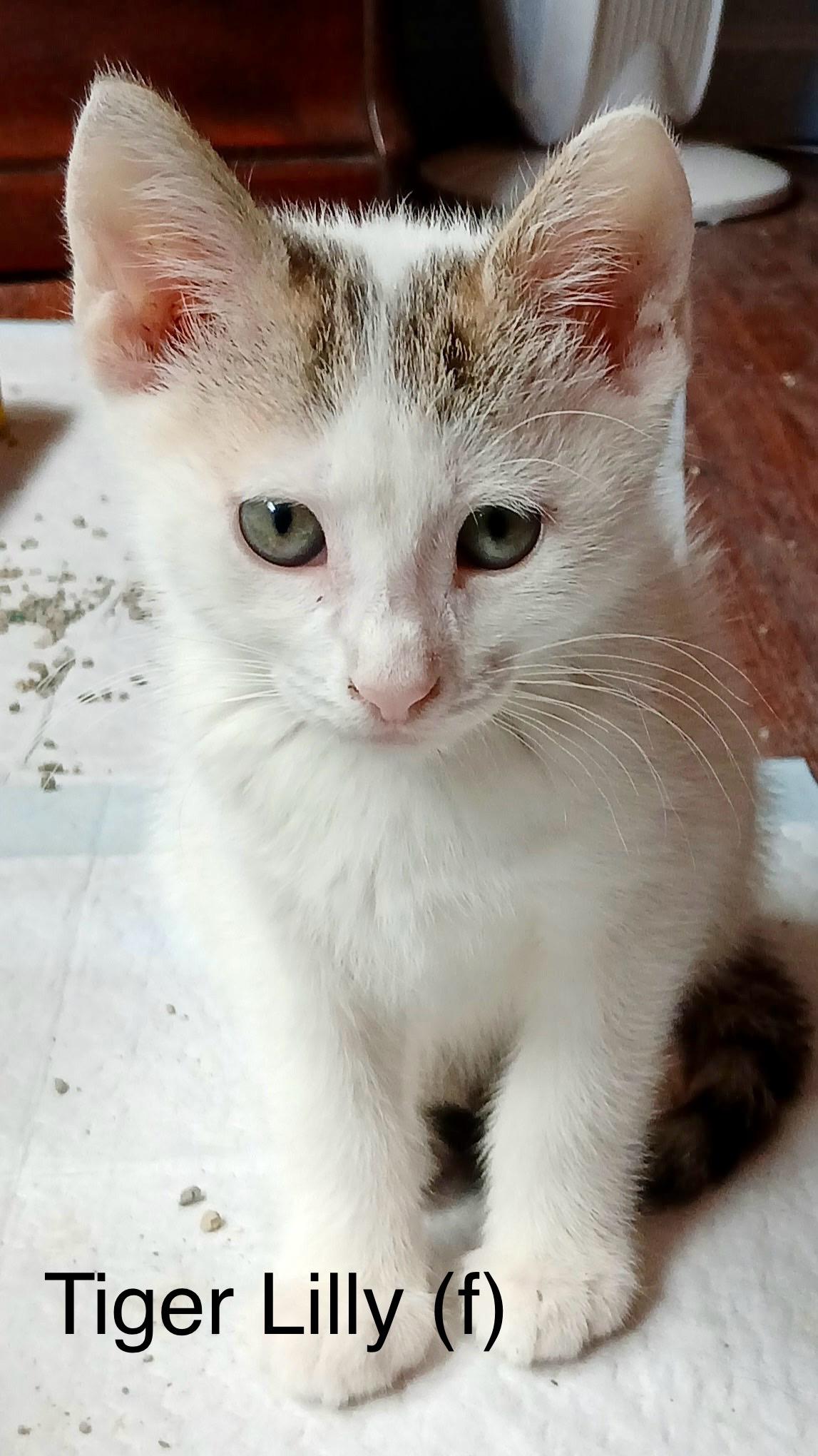 Tiger Lilly, Adopted, Young Female Domestic Short Hair.
