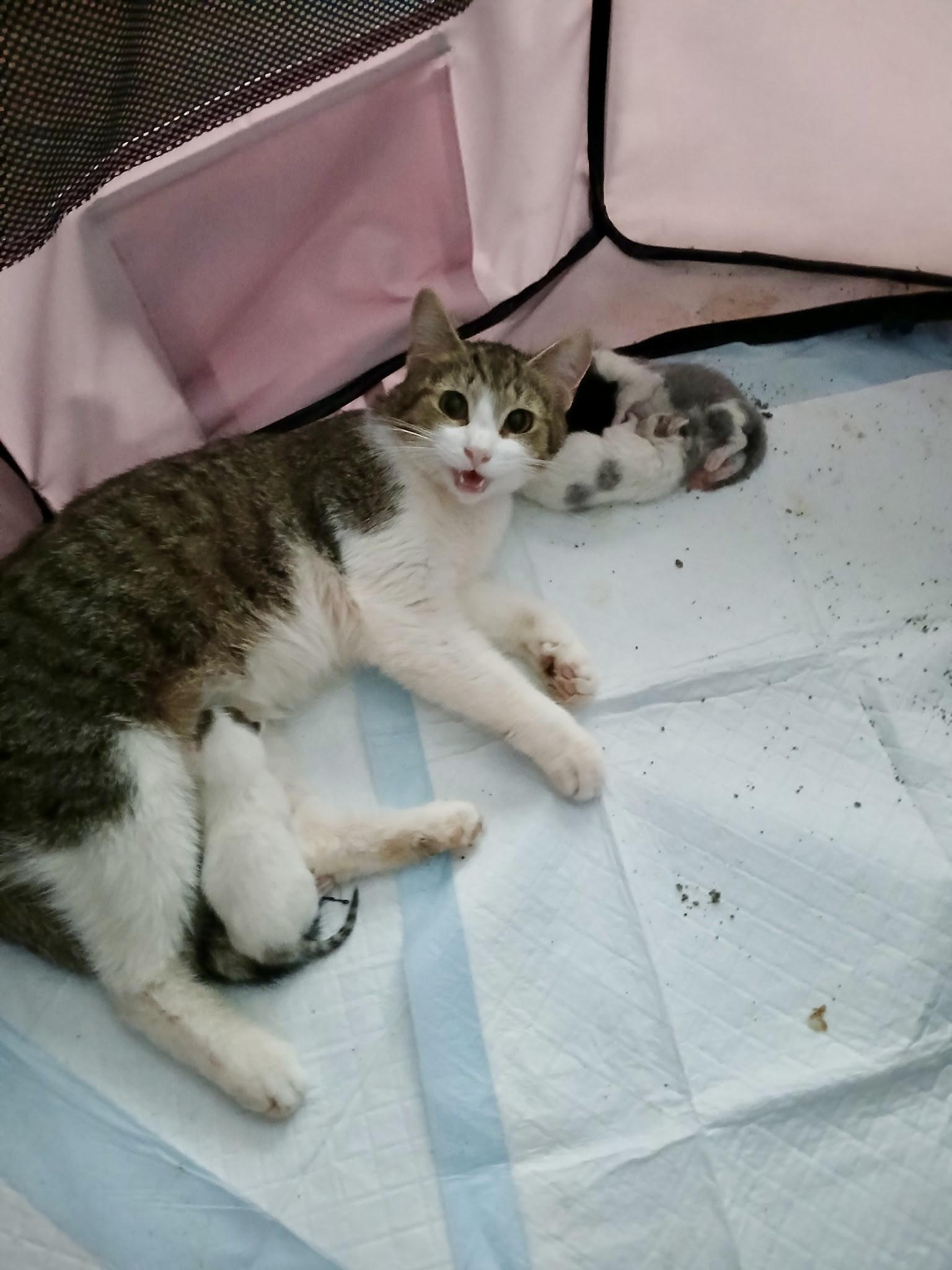 Enlarge Tiger Lilly, a Adopted Domestic Short Hair in Norwalk, OH image 3/5