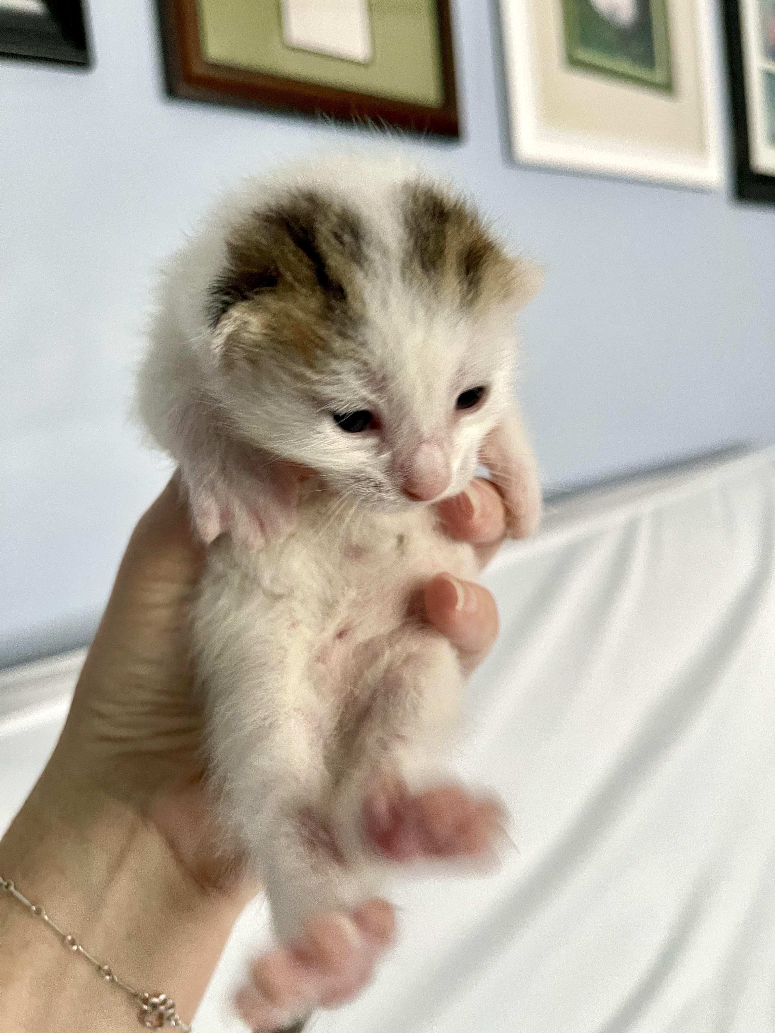 Enlarge Tiger Lilly, a Adopted Domestic Short Hair in Norwalk, OH image 5/5