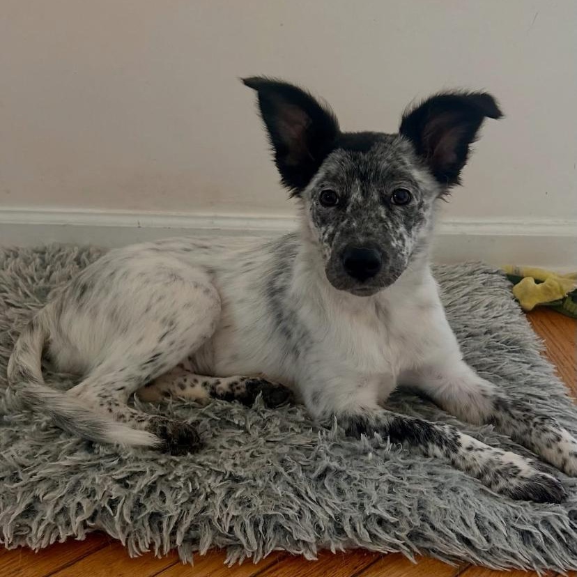 Buffy, ADOPTABLE, Puppy Female Australian Cattle Dog / Blue Heeler & Australian Shepherd.