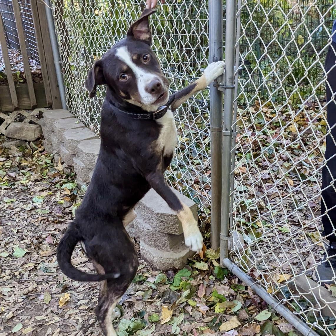 Enlarge Tucker, a Adoptable mixed breed in Paramus, NJ image 4/6