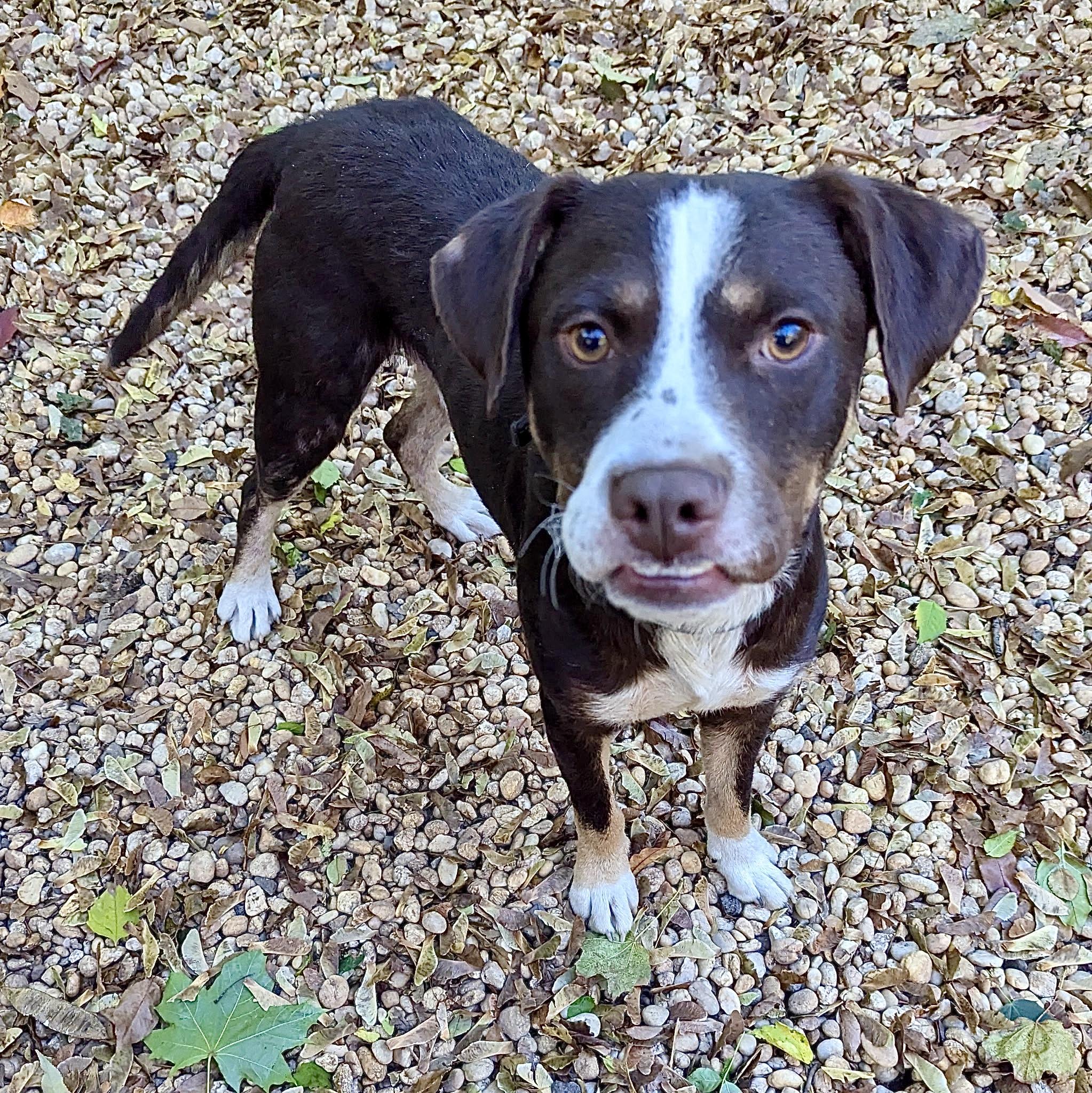 Enlarge Tucker, a Adoptable mixed breed in Paramus, NJ image 1/6