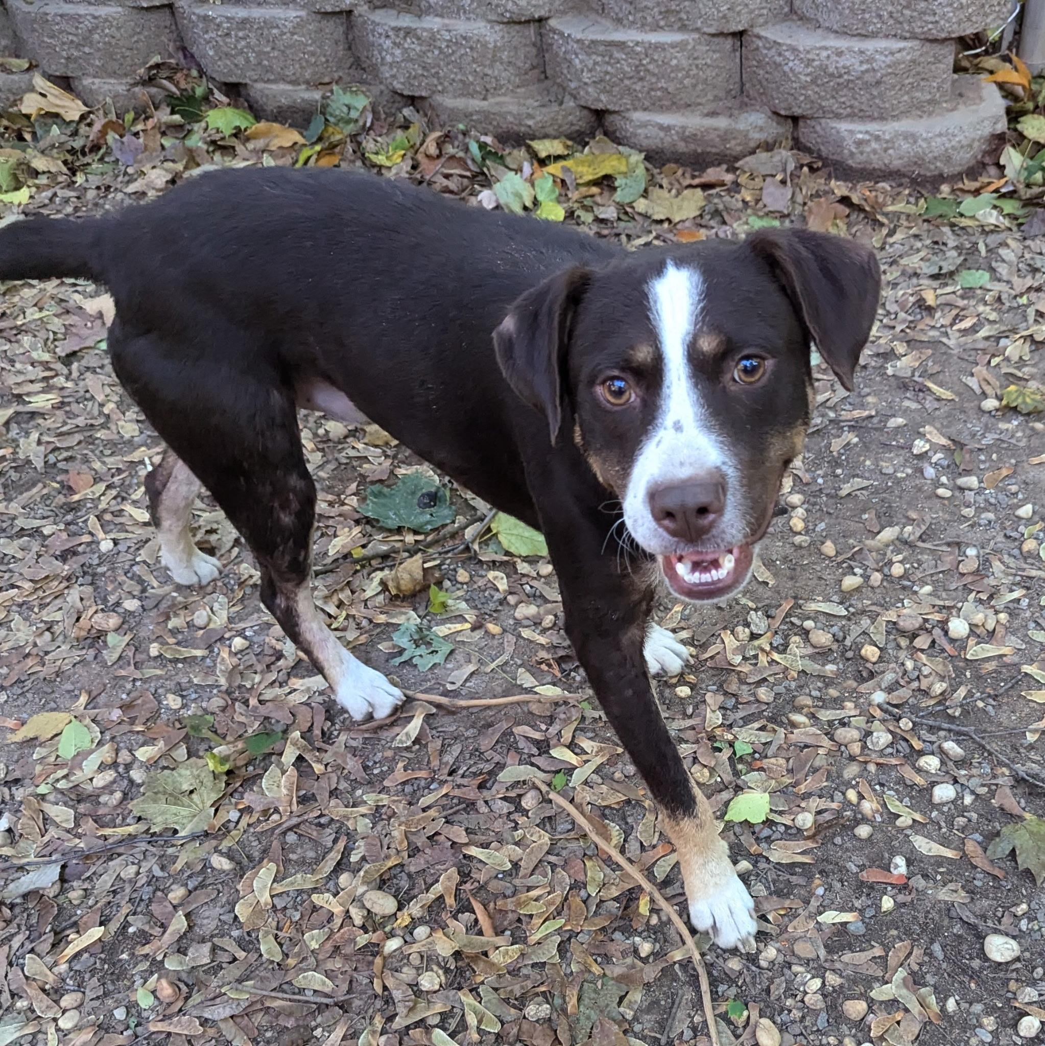 Enlarge Tucker, a Adoptable mixed breed in Paramus, NJ image 3/6