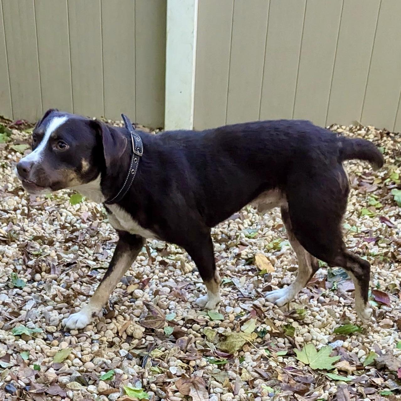 Enlarge Tucker, a Adoptable mixed breed in Paramus, NJ image 5/6